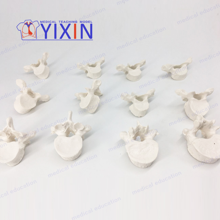 YIXIN/12 секций в натуральную величину медицинская научная грудная позвонка оптом