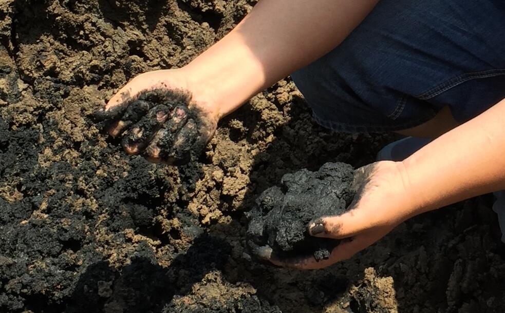 DW Series Single-Layer Mesh Belt Dryer for drying the sludge