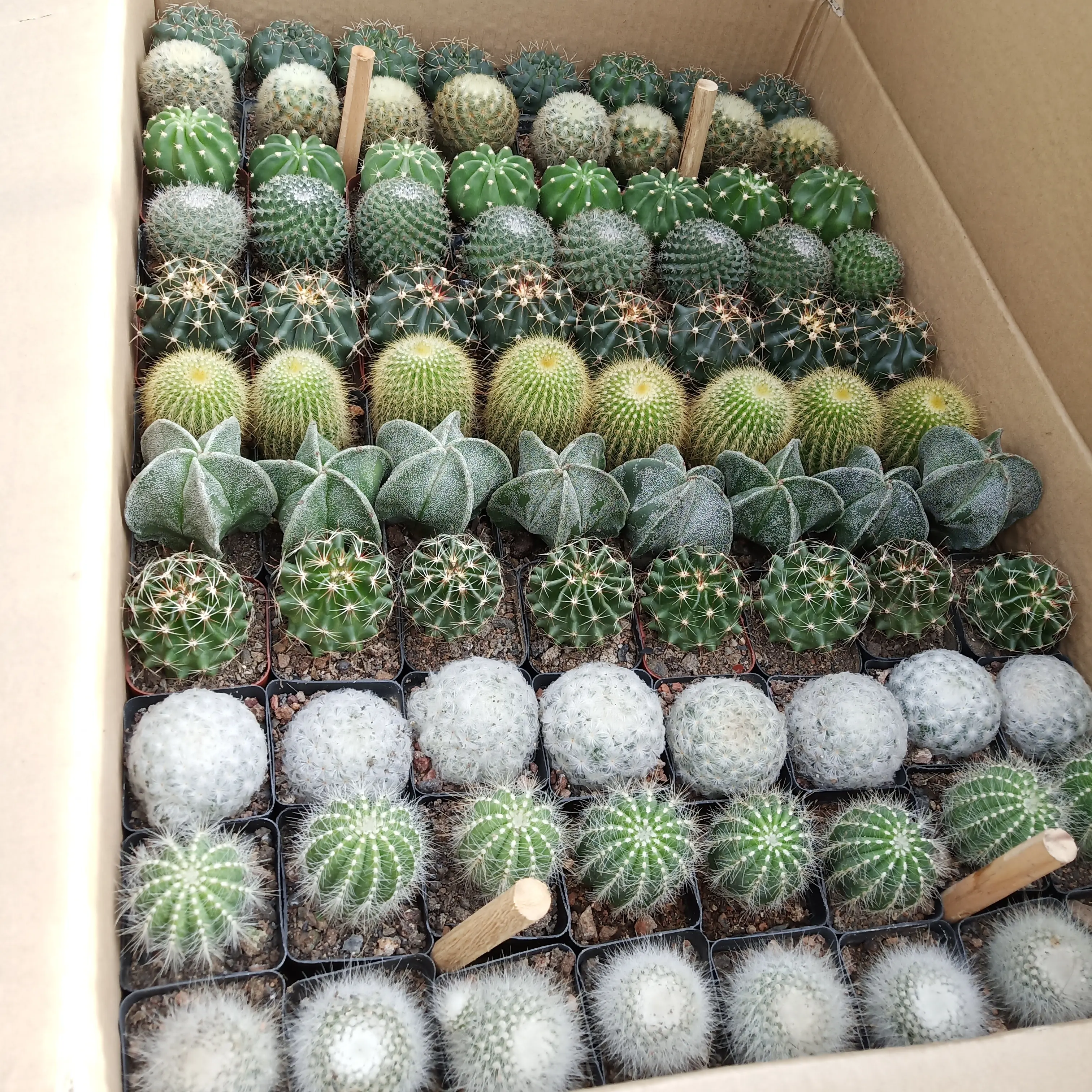Cheap price wholesale mixed Mini Real Cacti Natural plant woody plant indoor Succulent Plants cactus box for Thailand