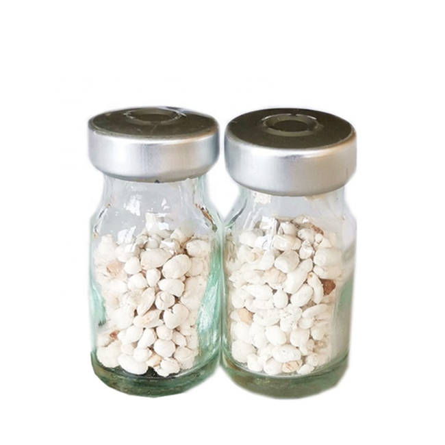Carp Pituitary Gland Processing Bangladesh Fish Hormone Pituitary Gland