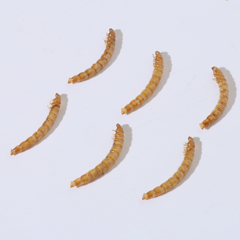 Wholesale pet natural and nutritious animal feed dried mealworm