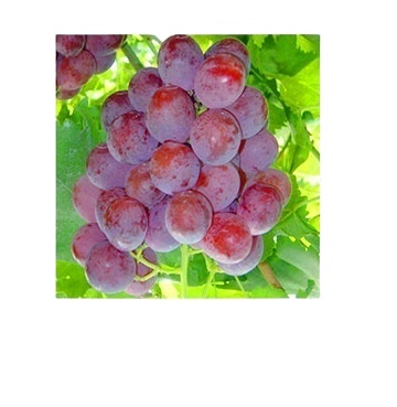 fresh grapes seedless grape with seeds red bulk supplies green red and crimson grapes for sale