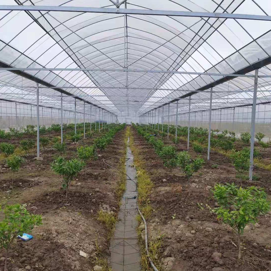 Factory wholesale high quality Multi Span Polythene Greenhouse For Planting Vegetables