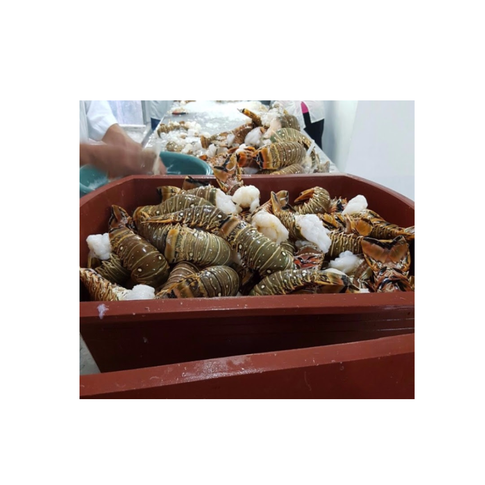 Живые блесны, морепродукты премиум класса, высокое качество, лучшая сделка с завода-производителя из Таиланда, экспорт