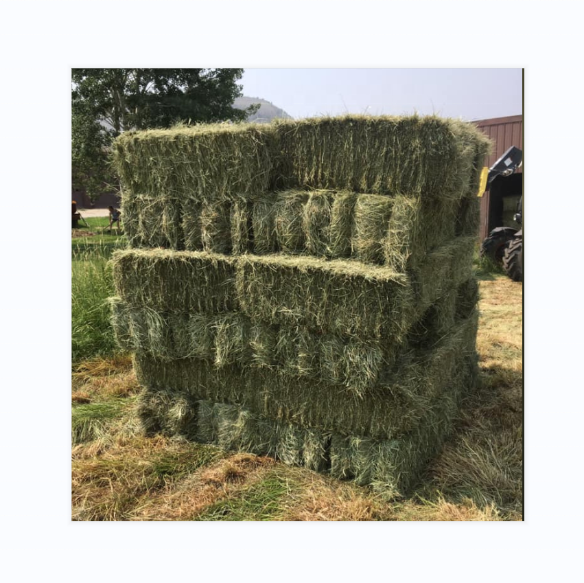 Alfalfa hay animal feed for goats livestock