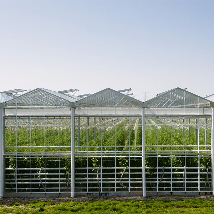 Agriculture venlo multi-span greenhouse with commercial greenhouses glass