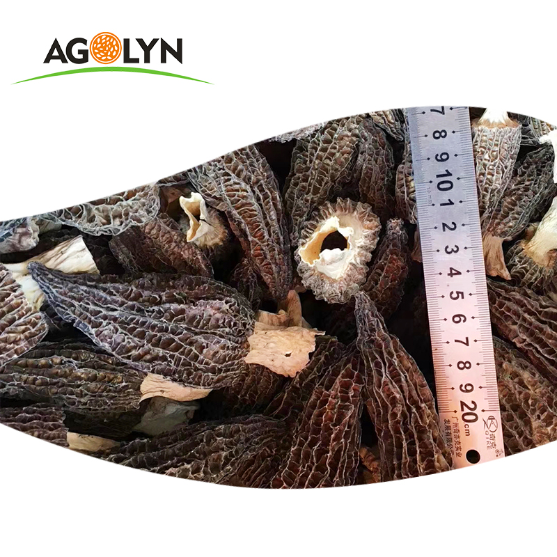 Оптовая продажа сушеных свежих сухих высшего класса Morchella conica toadstools morel