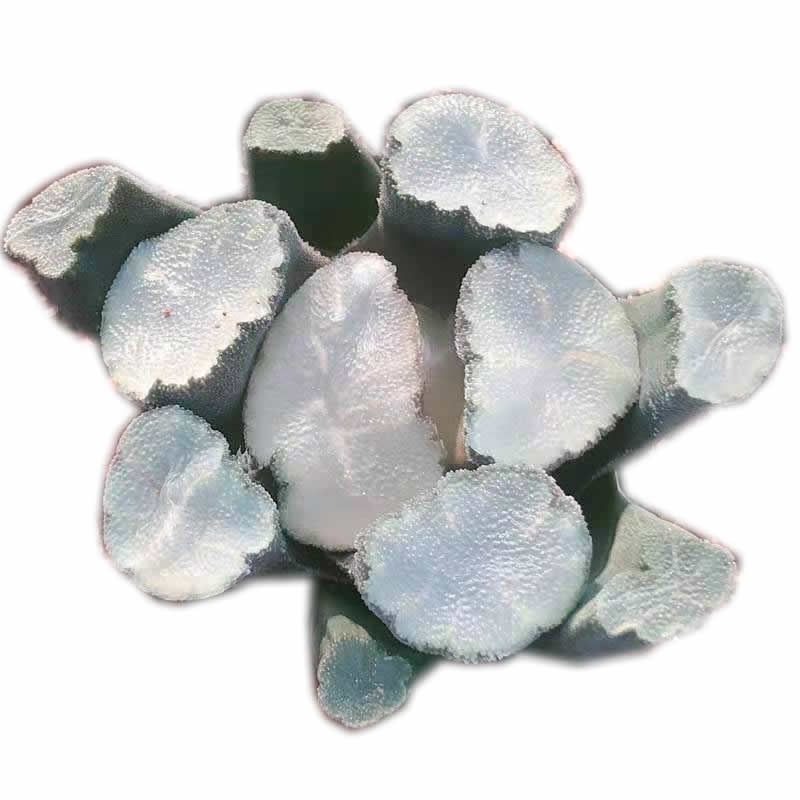 Редкие суккуленты Haworthia maughanii Amaterasu', живое растение, 3 чаша