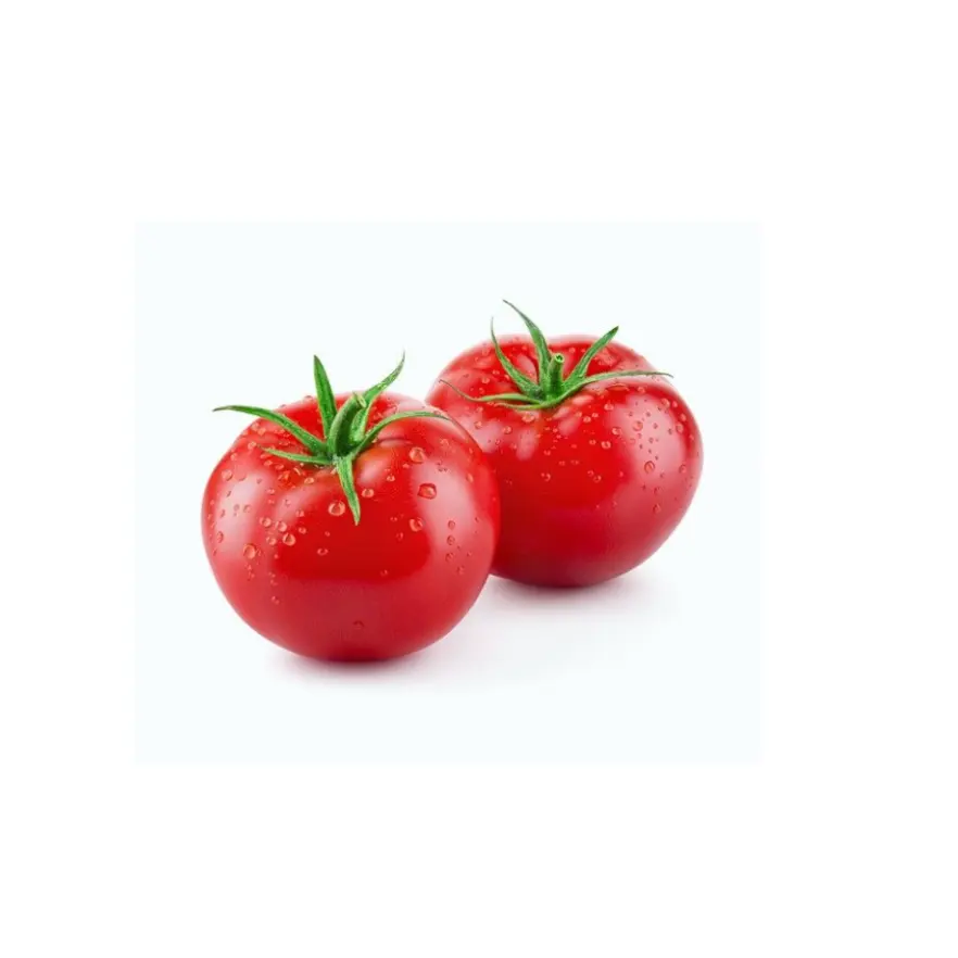 Direct Supplier Natural High Quality Cherry Plum Purple Roma Tomato Export Quality Fresh Tomato for Sale