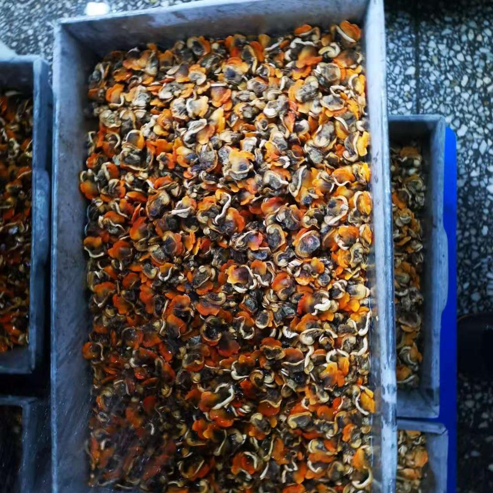 Замороженный моллюск крови из замороженных морепродуктов в таиланд