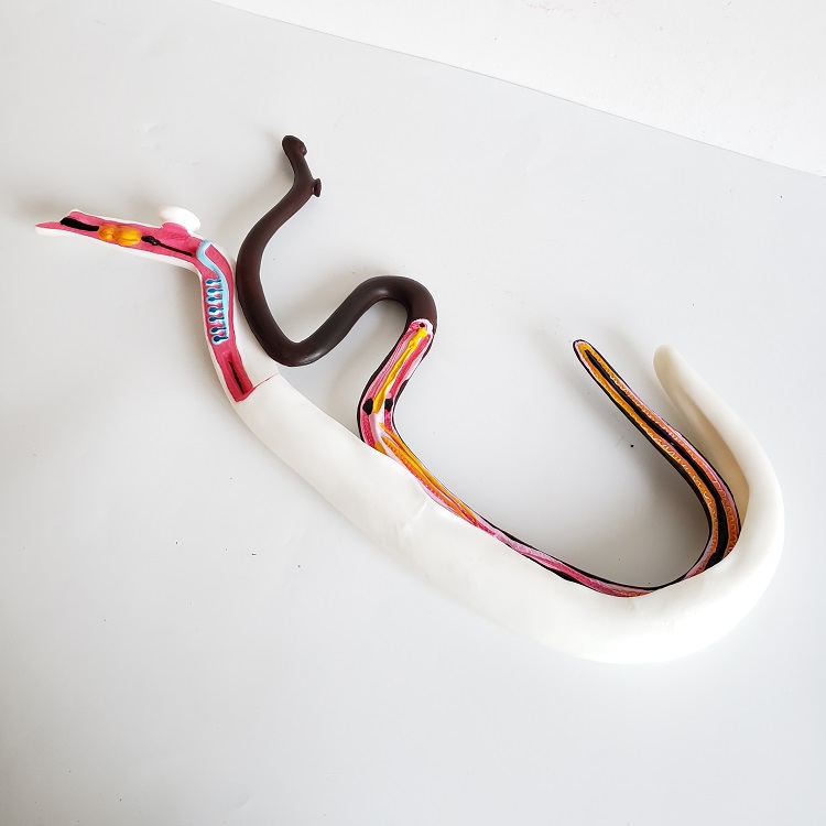 Educational instrument schistosoma japonicum model