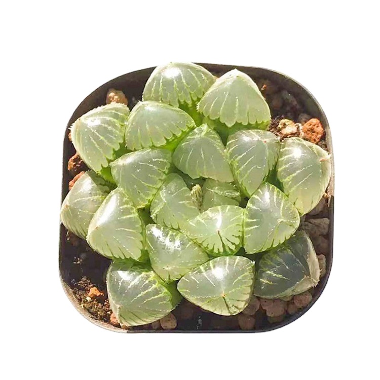 Лидер продаж, набор суккулентов для живых растений, подвеска haworthia для украшения дома с кристальной текстурой