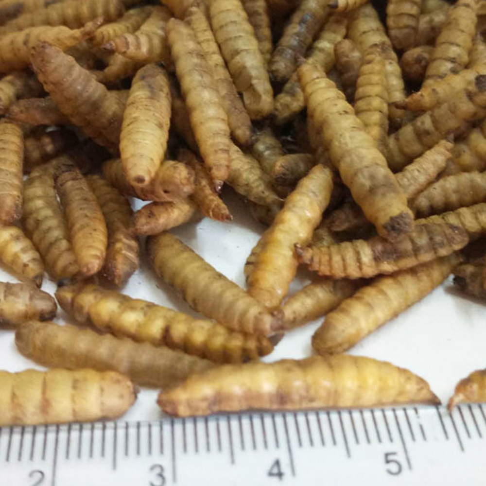 Высокопротеиновые натуральные экологически чистые Сушеные mealworms для аномального корма