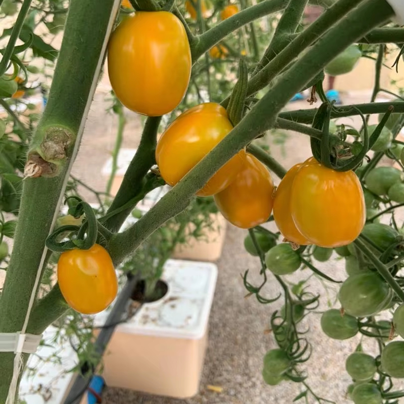 Customized Whole Hydroponic System 11L Bato Bucket Commercial Greenhouse Substrate Growing Dutch Buckets for Peppers