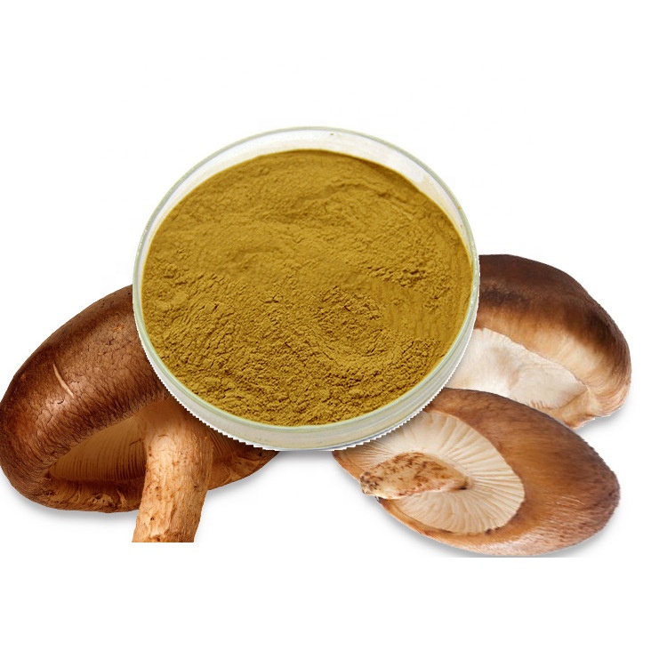 factory direct supply stock samples available Shiitake Mushroom Extract 10:1 Multi-specification 1kg minimum order
