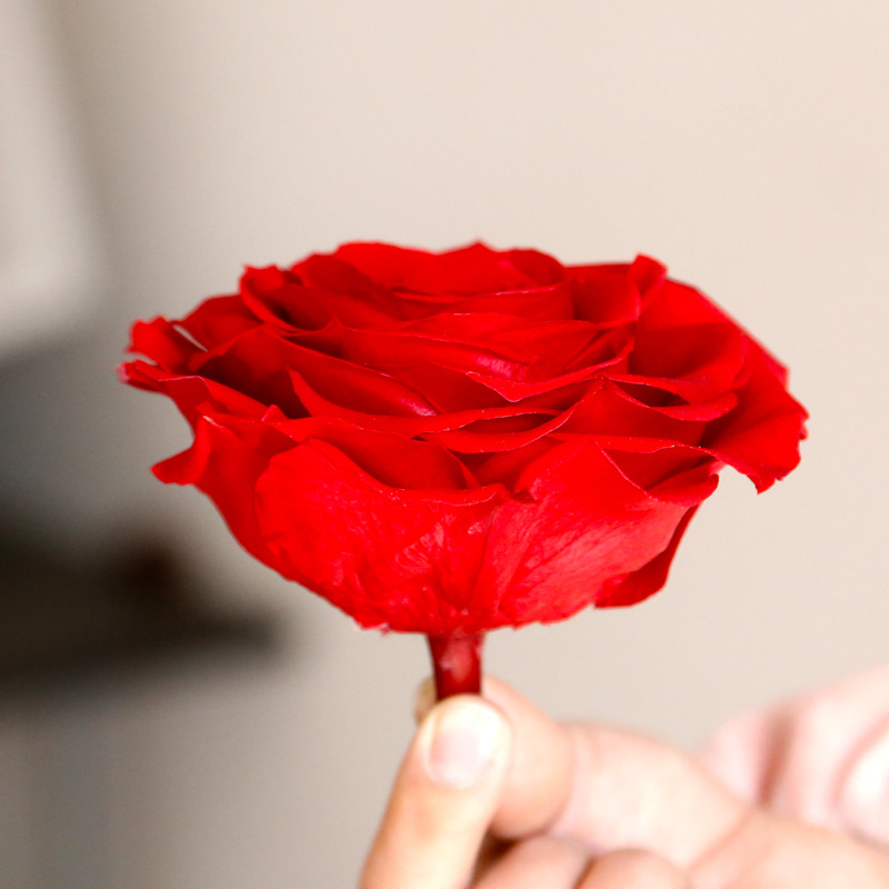 Wholesale permanent rose 10cm giant preserved roses for decoration