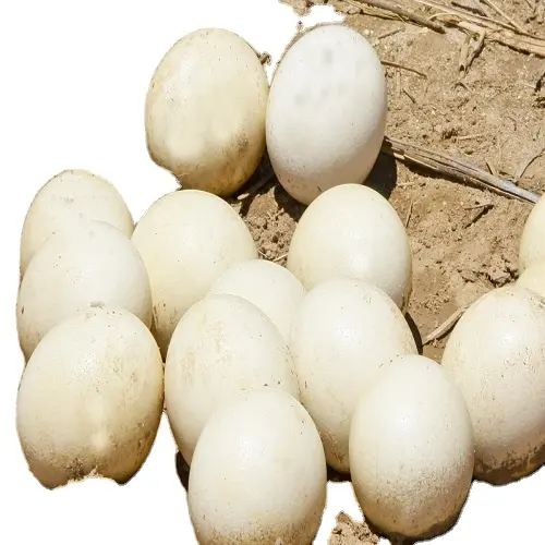 Fertile Ostrich Eggs For Sale From FRANCE