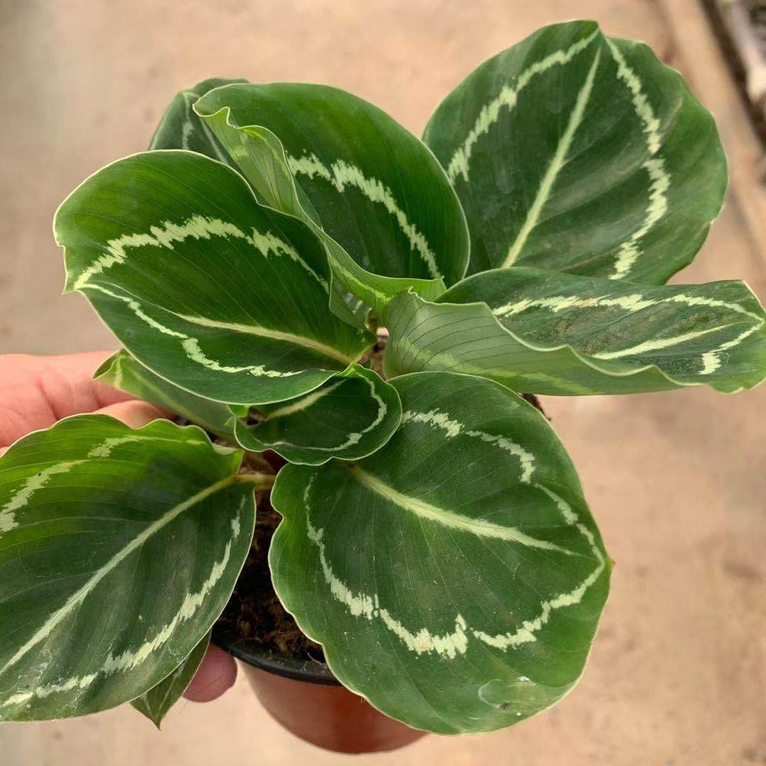 Оптовая продажа живых растений Calathea Jungle Rose