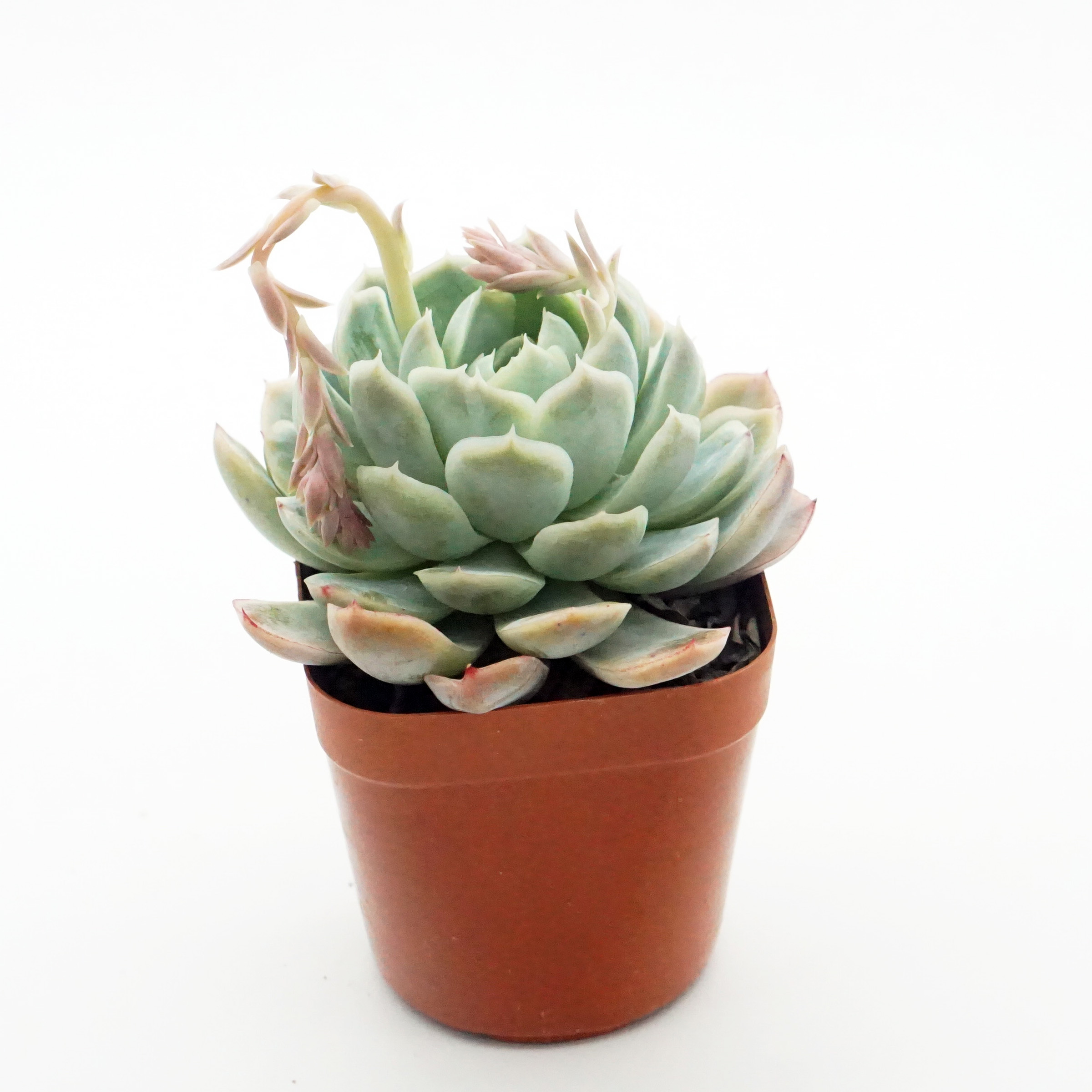 Популярные оптом настоящие суккулентные растения Echeveria живое растение для домашнего декора