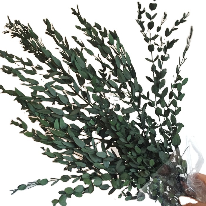 natural dried preserved Eucalyptus stems with long lasting leaves
