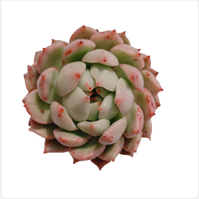 021 Echeveria Tippy x Benbadis комнатные декоративные растения-суккуленты, древесное растение, натуральное растение, оптовая продажа живых комнатных растений