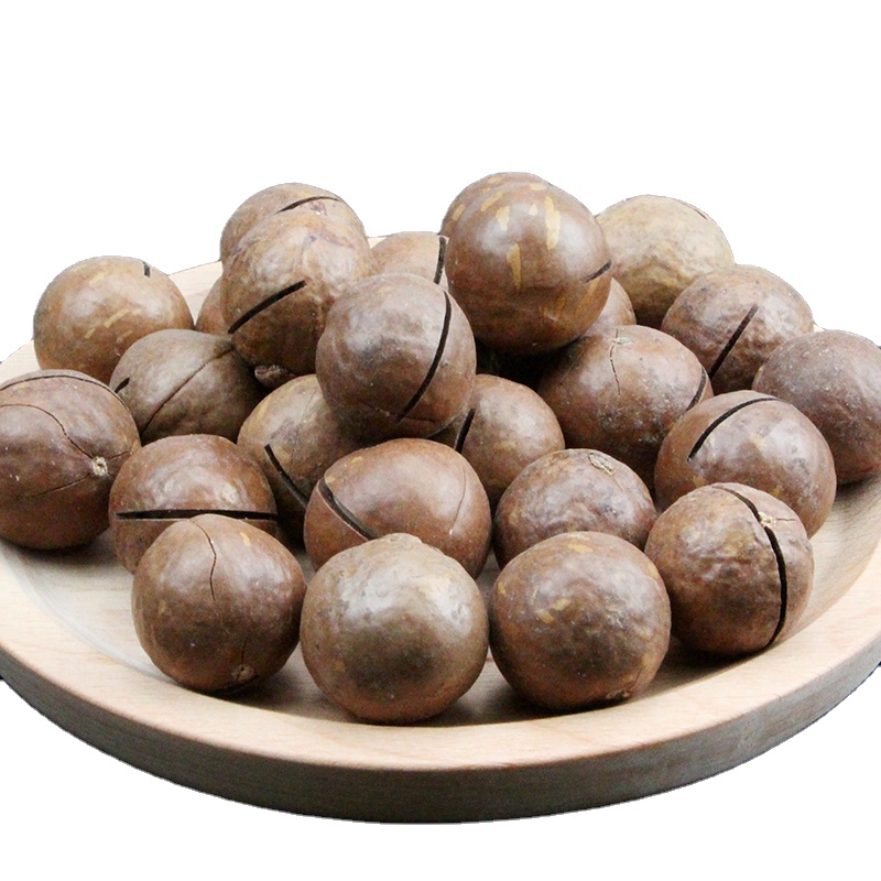 OEM china factory original yunnan good quality about macadamia nut