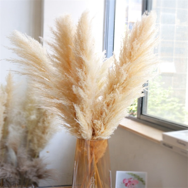 High Quality Fluffy Tall Pampas Boho Decoration Home Table Centerpiece Grass Dried Natural Flower Arranging for Wedding Party