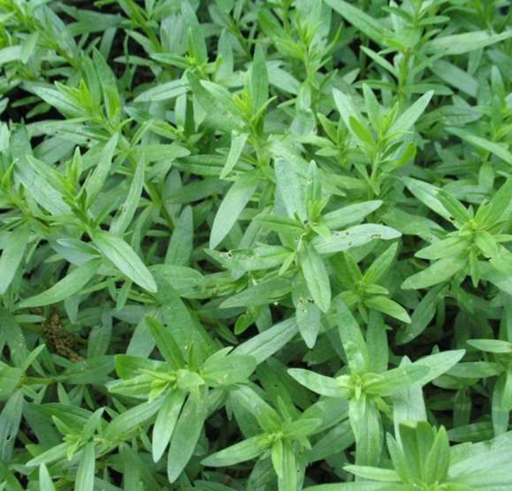 Натуральный высококачественный препарат Hyssopus officinalis, новый сырой сушеный чай hyssop