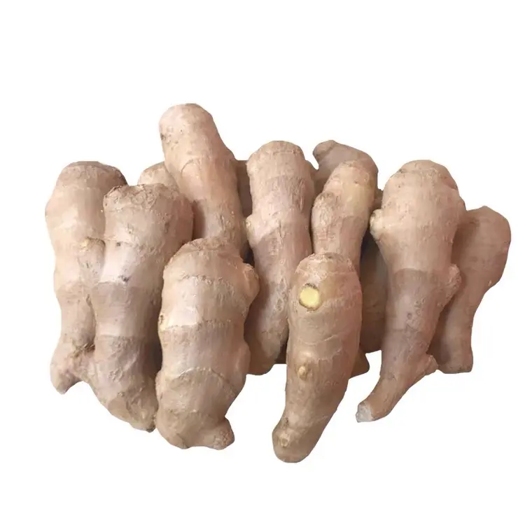High quality Wholesale Organic fresh ginger and air dried ginger