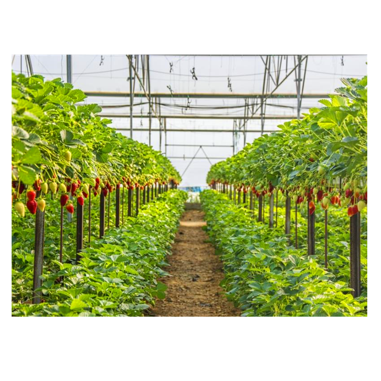 Китайский поставщик, гидропоника Srawberry, теплица с многослойной пленкой