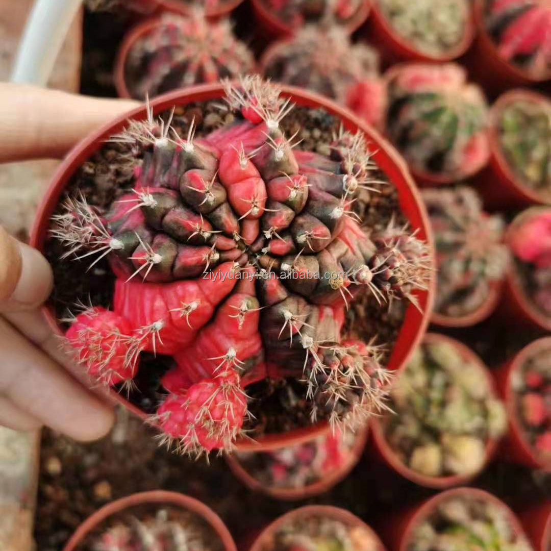 Gymnocalycium, оптовая продажа, кактус, воздушные растения, живое натуральное растение, живые древесные растения, настоящий сукулент для домашнего сада