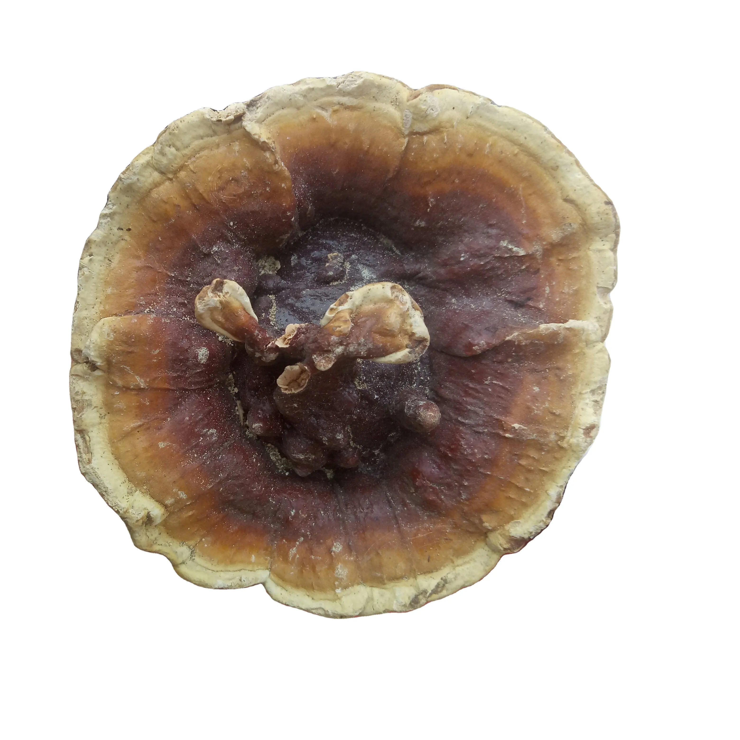 Wild new collect reishi mushroom Ganoderma lucidum Leyss ex Fr Karst