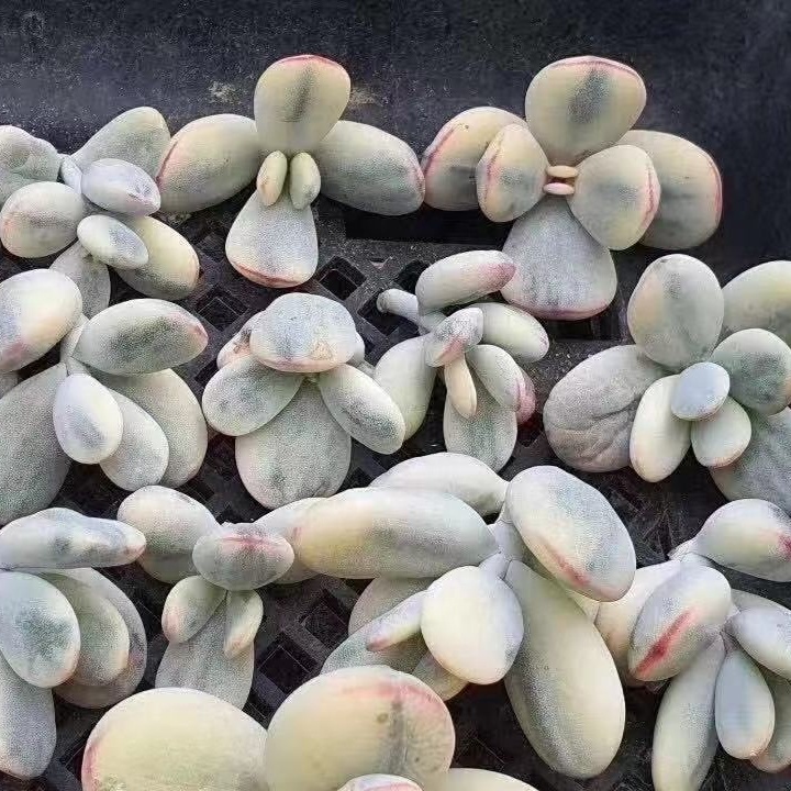 Живые суккулентные растения, котиледон, орбикулата, вариагатные декоративные растения, садовый декор для детской, настоящие натуральные комнатные растения