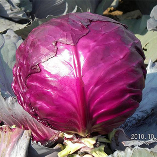 MC071 Zihong round purple hybrid cabbage seeds, chinese vegetable seeds