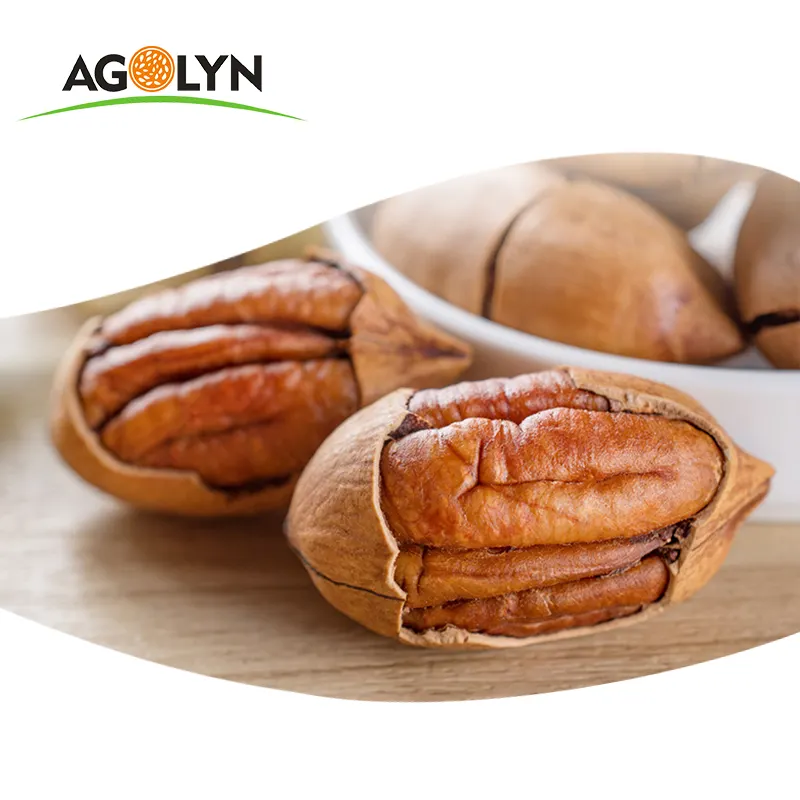 High Quality Grade Raw Organic Fresh Pecan Nuts