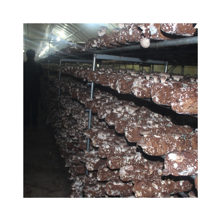Promotional High Foaming Hair Free Pick Frozen Fungus Cultivated Plumping Shiitake Mushroom Sticks For Household Food