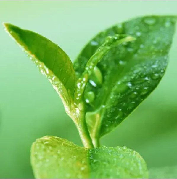 Tea Polyphenols 10%-98% Green Tea Extract
