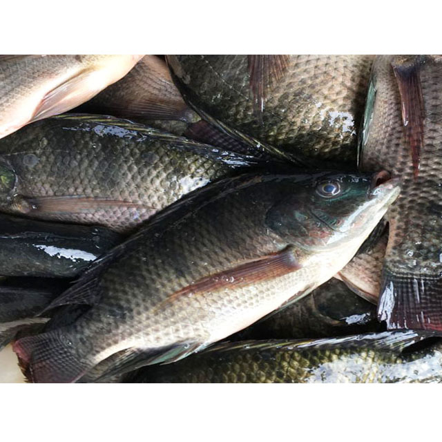 Свежая Рыба морепродукты замороженная черная Тилапия круглая
