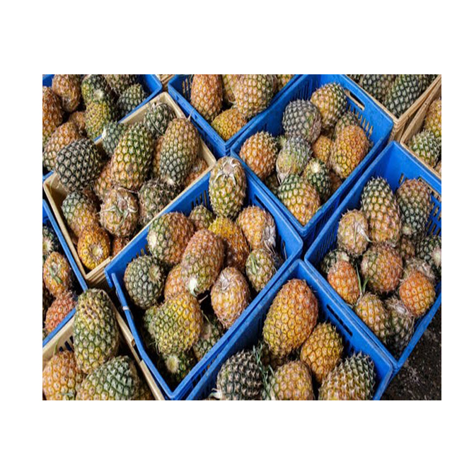 Свежие фрукты, ананас Sourness, красивые золотистые суперсладкие фрукты, качественный свежий ананас