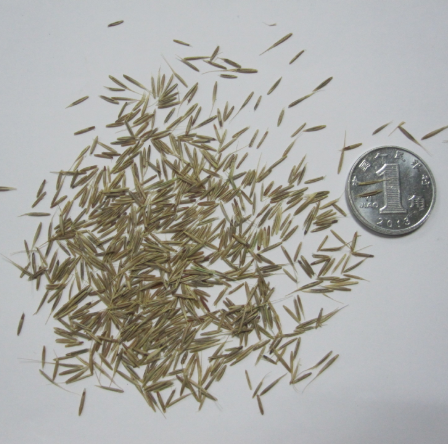 Фабрика Shu Mao Cao поставляет Vulpia Myuros/годовой Fescue/семена травы для сада и зеленого навоза
