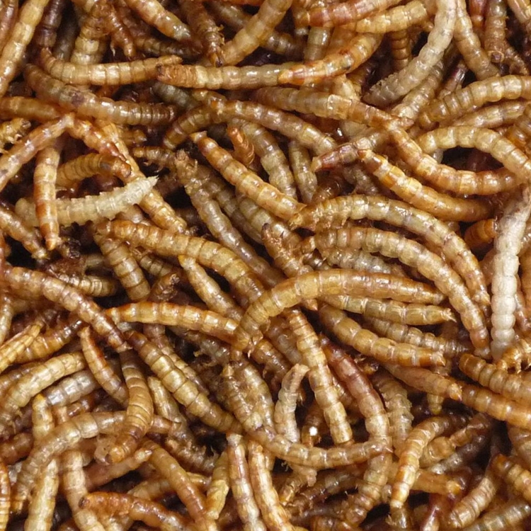 Dried mealworms for bird food