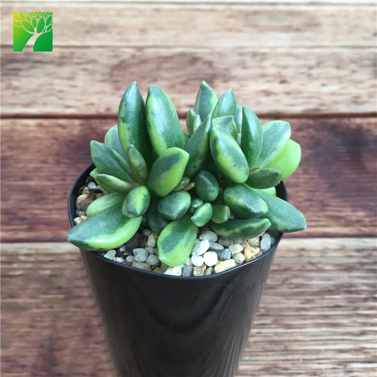 New release rare natural succulent plants Adromischus hemisphaericus variegata plant