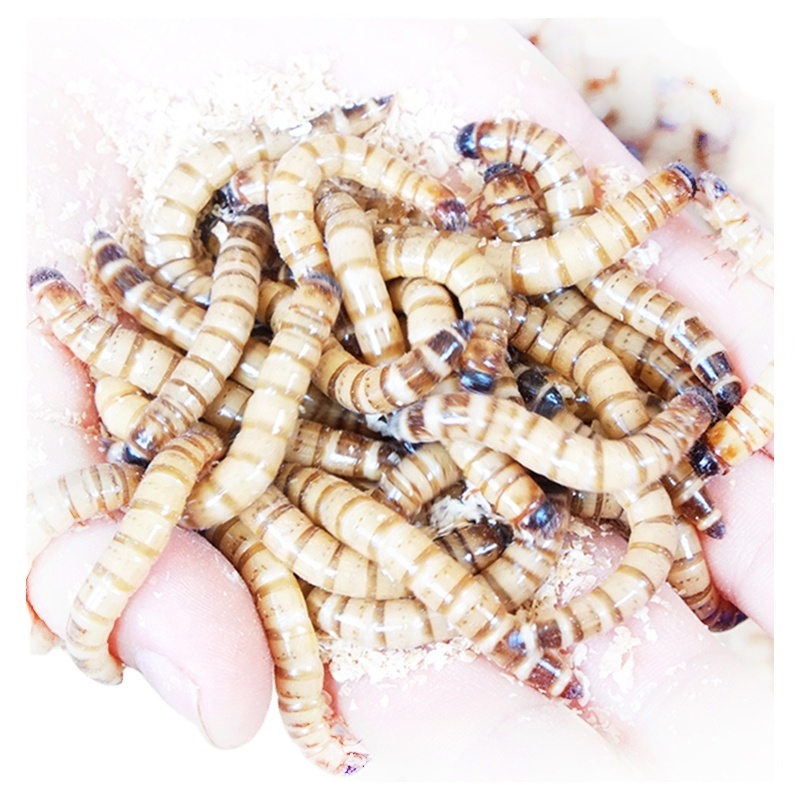 China Supplier Wholesale cheap price dried mealworms for bird fish pet food