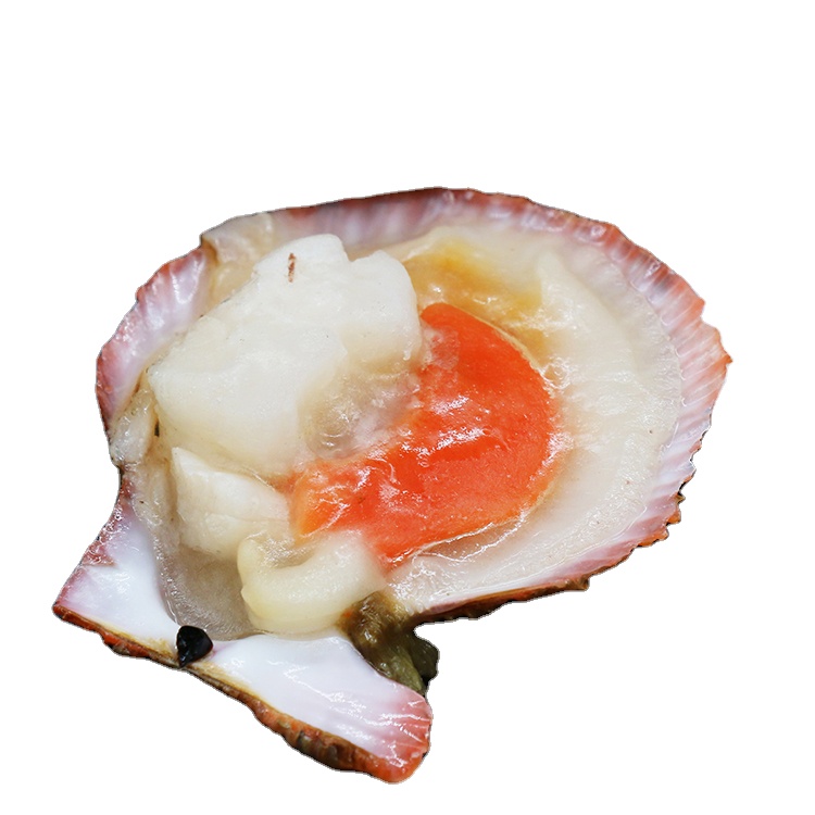 New Processing Frozen Sea Scallop Meat With Roe