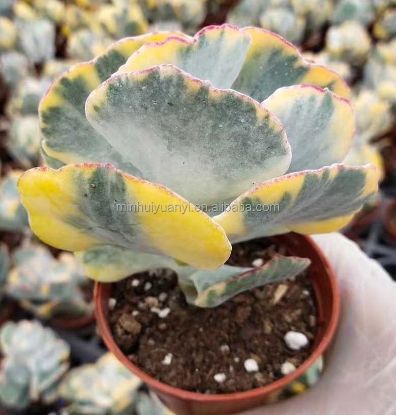 Живая суккулентная растительная котиледон. undulat Hybrid Variegrated