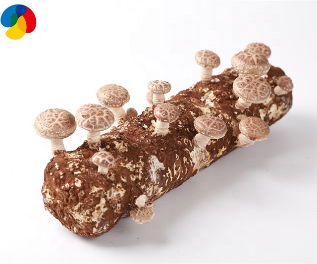 Свежие грибные пакеты shiitake для выращивания фермы/подложки для выращивания грибов shiitake