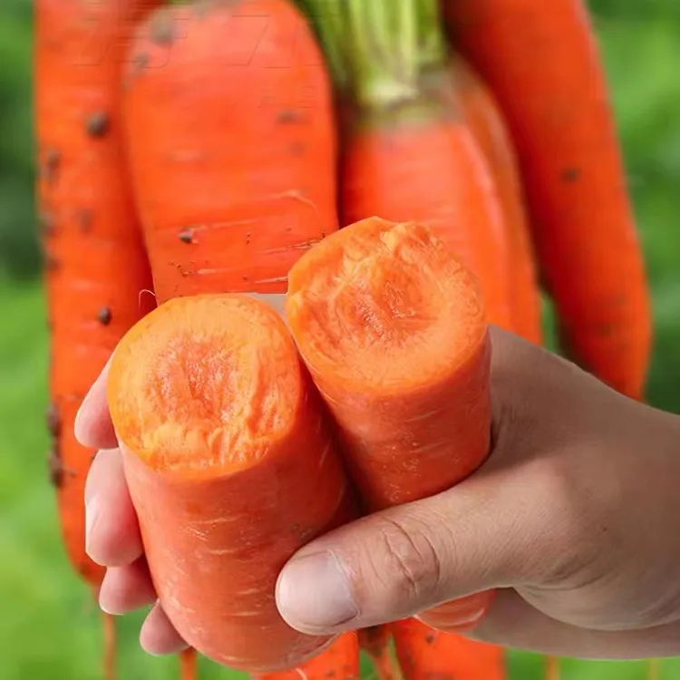Preferential price of China new crop of fresh organic vegetables orange carrot fresh carrot