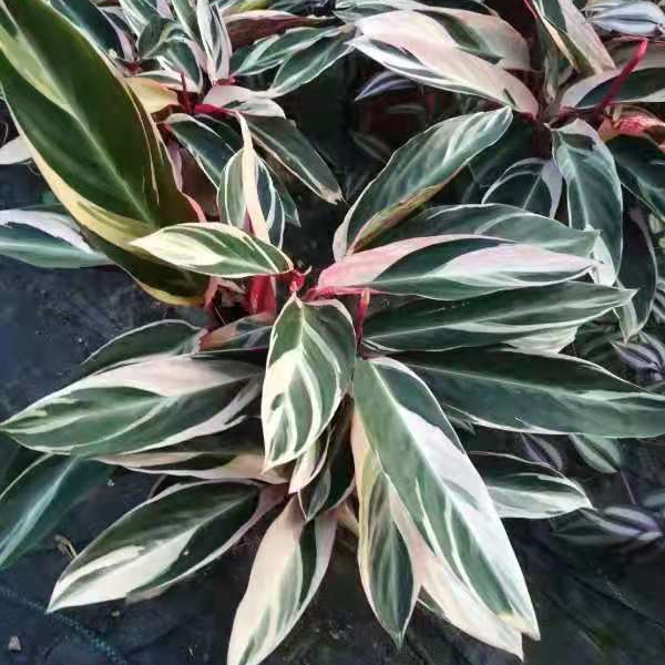 Природный завод производитель оптовая продажа calathea живой завод Бонсай