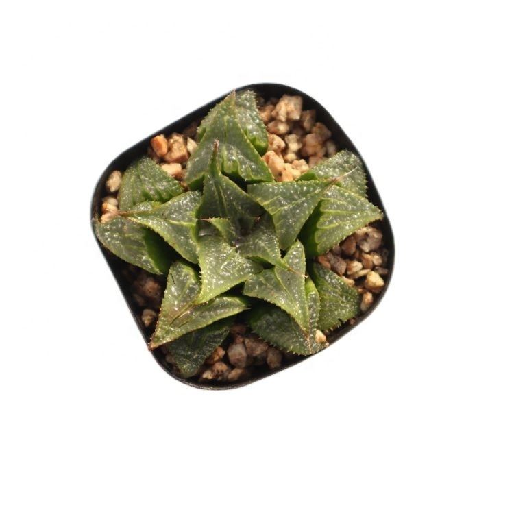 Живые растения натуральные haworthia купить суккуленты оптом