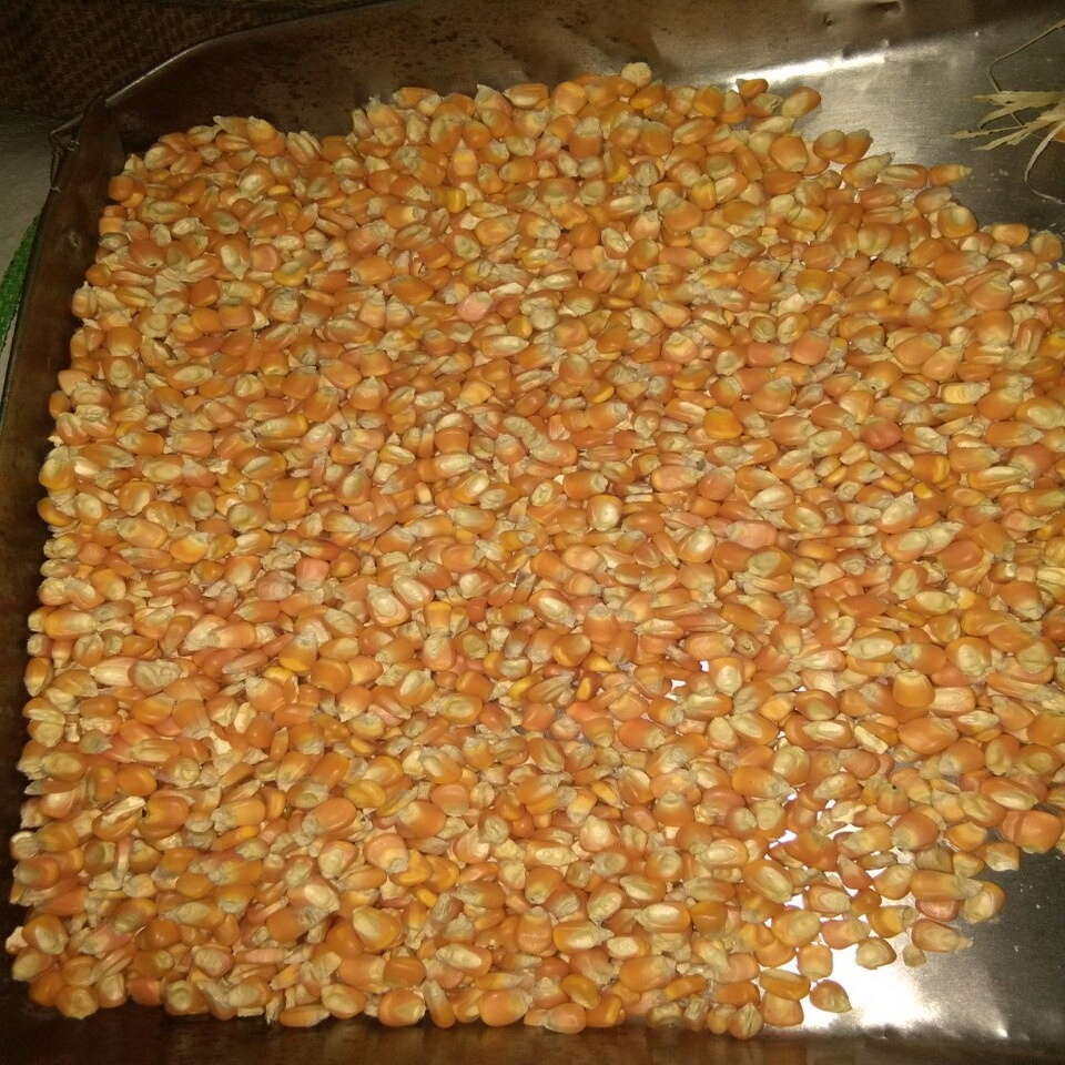 Семена кукурузы
